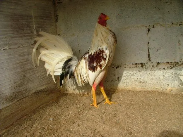 VER GALERIA DE GALLOS DE PELEA | Ver Galería de Fotos de Gallos de ...