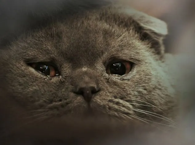 Galería: Los gatos más tristes de la red | Sopitas.com Galería: Los gatos más tristes de la red | Sopitas.com