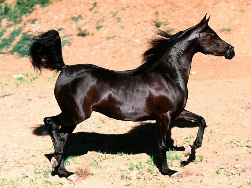 Galería de imágenes: Caballos pura sangre inglés Galería de imágenes: Caballos pura sangre inglés