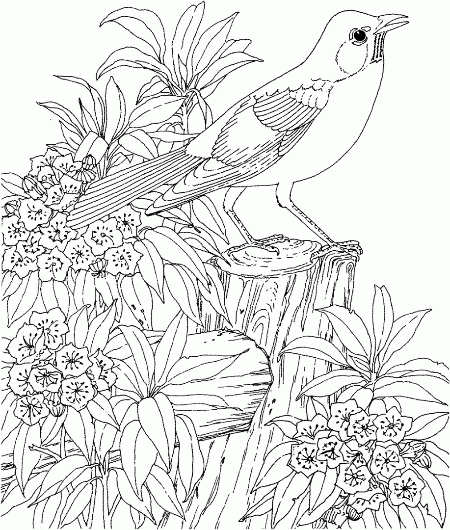 Galería de imágenes: Dibujos de pájaros para colorear