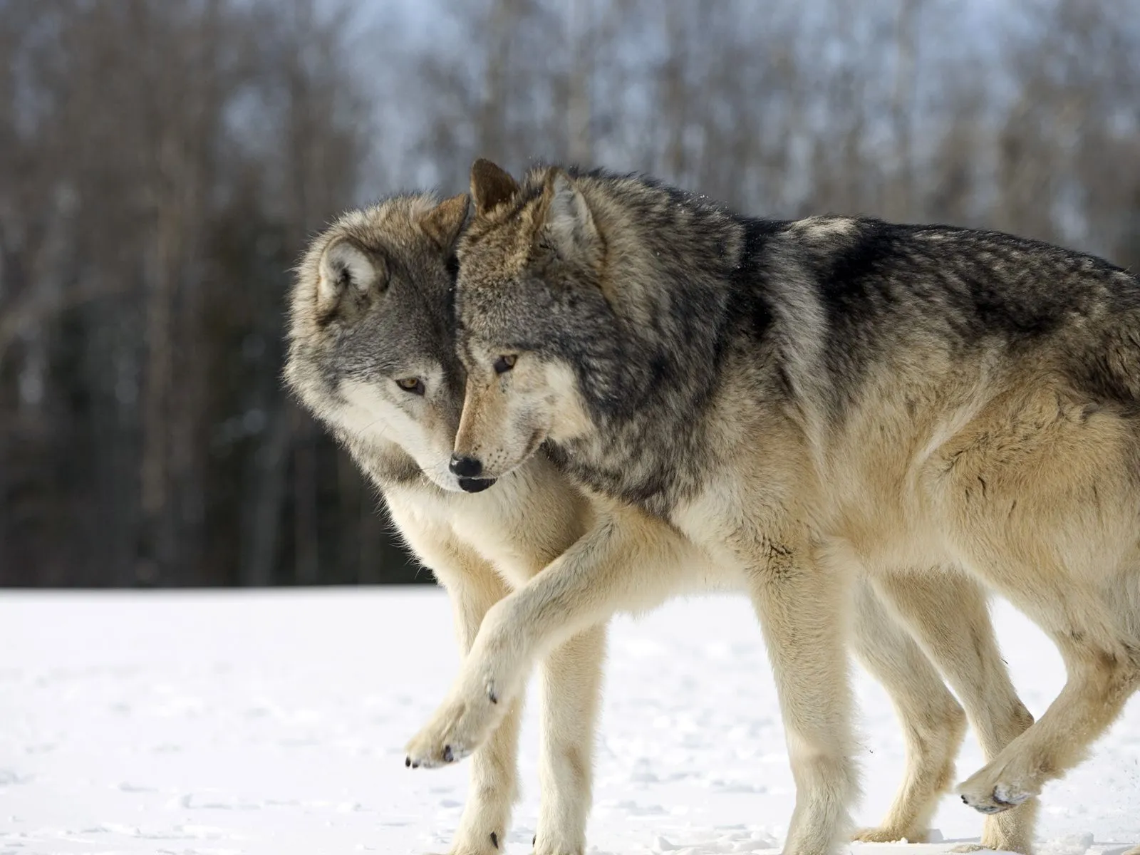 Galería de Imágenes y Fotos Bonitas: Fotografías de feroces lobos ... Galería de Imágenes y Fotos Bonitas: Fotografías de feroces lobos ...
