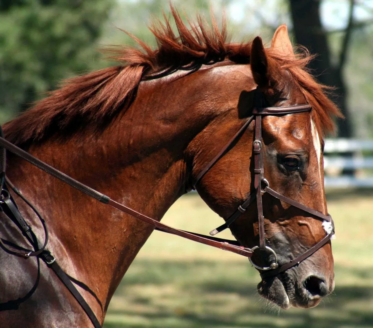 Galería de imágenes: Raza de caballo Cleveland Bay Galería de imágenes: Raza de caballo Cleveland Bay