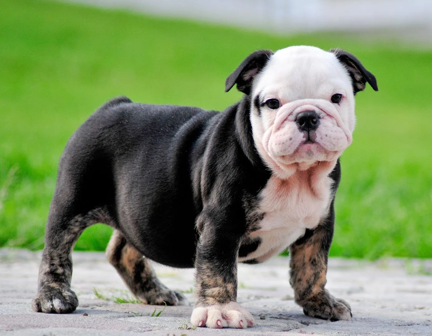 Galería de imágenes: Raza de perros bulldog inglés Galería de imágenes: Raza de perros bulldog inglés