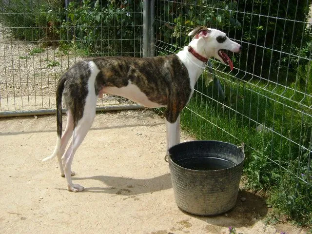 Los galgos españoles, ojalá siempre fueran una raza de moda | En ... Los galgos españoles, ojalá siempre fueran una raza de moda | En ...