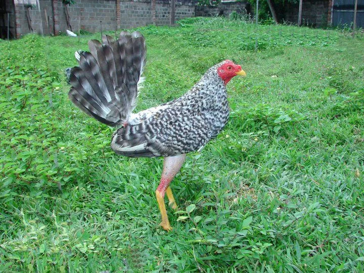 Galleros de Mariño Edo Sucre Irapa Ciudad Jardin.. Galleros de Mariño Edo Sucre Irapa Ciudad Jardin..