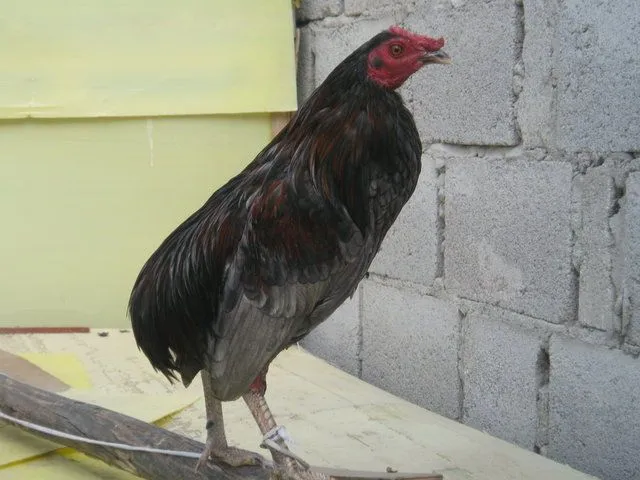 gallerosdecalle: Los Gallos Bolos un poco de su historia