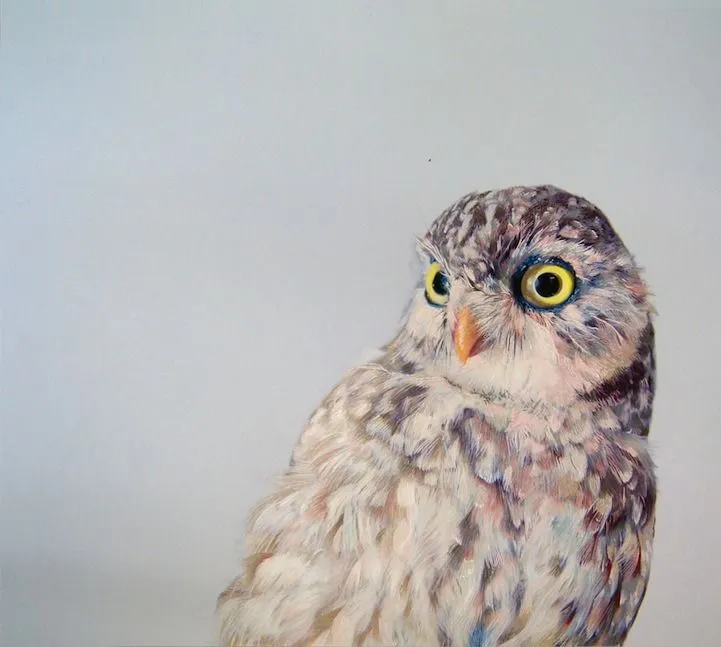 Gallery For > Buho Dibujo Realista