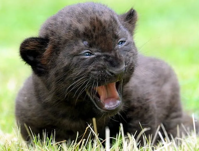 Fotos de pantera negra bebé - Imagui
