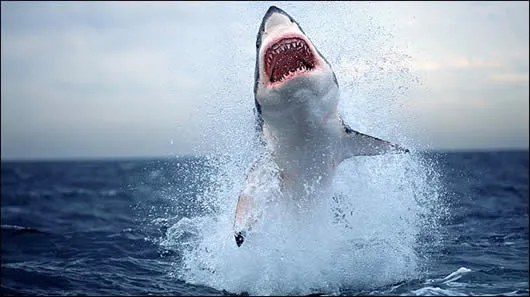 Fotos tiburones gigantes reales - Imagui
