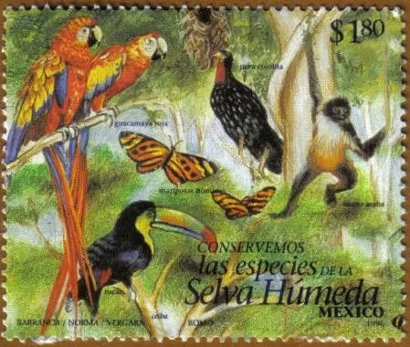 Gallien blog: selva humeda
