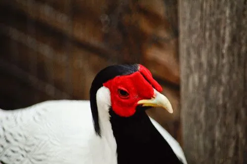 Gallina con antifaz | Flickr - Photo Sharing! Gallina con antifaz | Flickr - Photo Sharing!