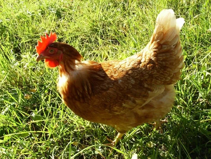Hacer la gallina - Blog Numismatico