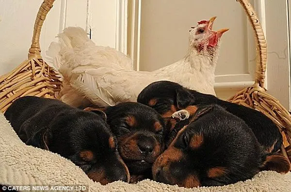 Perros Rottweiler recién nacidos - Imagui
