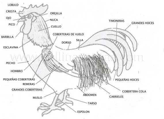La gallina y sus partes - Imagui