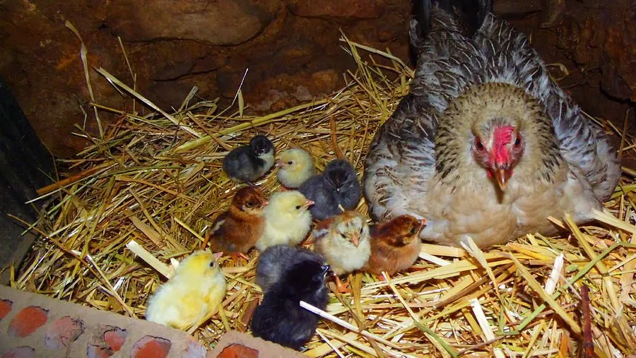 Gallina Con Sus Pollitos by Nando Montes