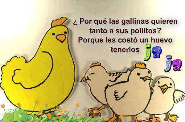La gallina y sus pollitos | Mejores Mensajes La gallina y sus pollitos | Mejores Mensajes
