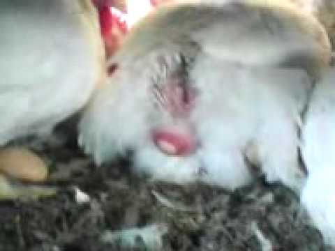 GALLINA PONIENDO HUEVO BOES Y BOES SH Marcos Juarez - YouTube GALLINA PONIENDO HUEVO BOES Y BOES SH Marcos Juarez - YouTube