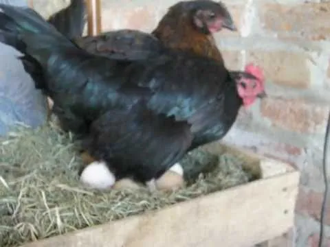 gallina poniendo huevo - YouTube