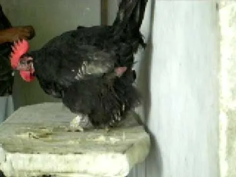 gallina poniendo huevo - YouTube