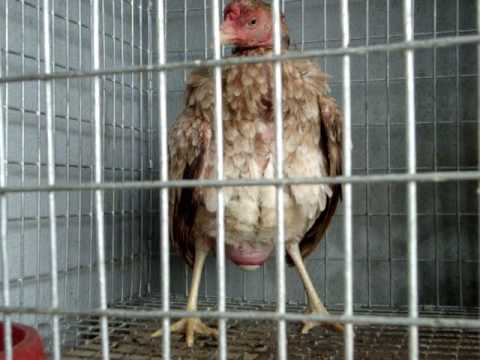 gallina poniendo huevo - YouTube
