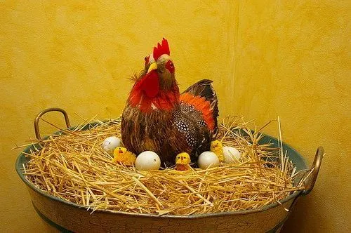 Gallinas en casa | Cuentamealgobueno
