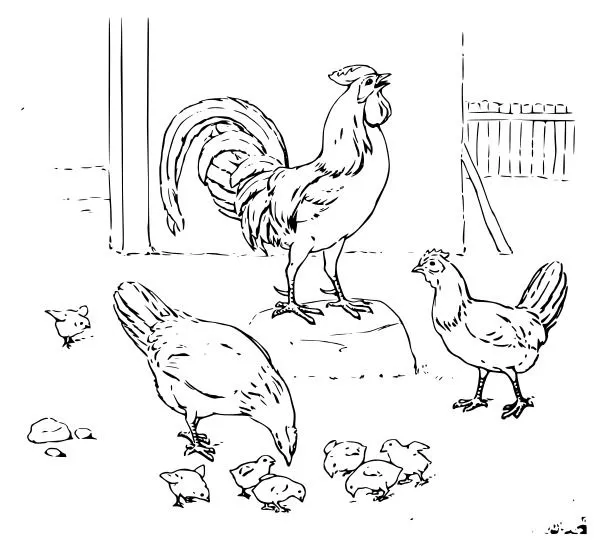 Gallina para colorear e imprimir - Imagui