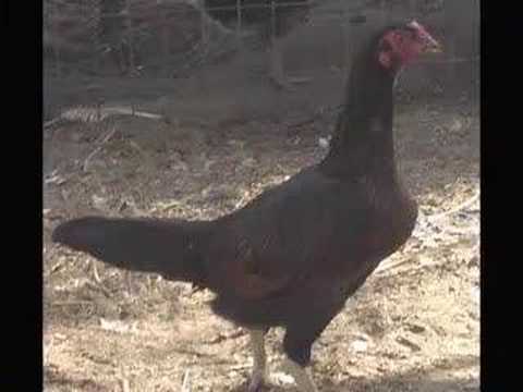 Gallinas finas de pelea asil - YouTube