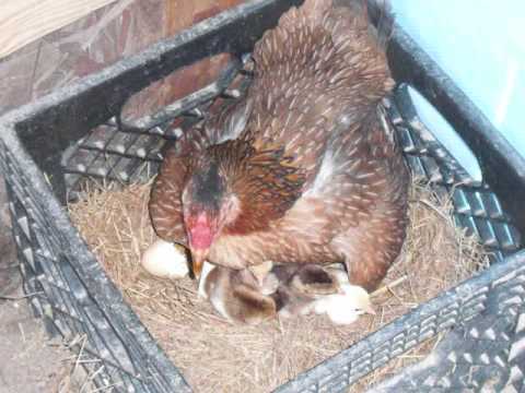 Mis gallinas y pollitos 1/4 de redonda - YouTube