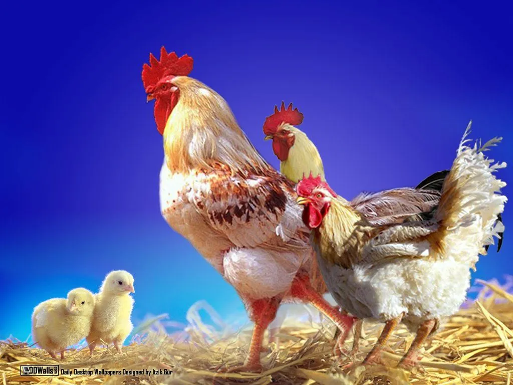 Gallinas y pollitos | Recurso educativo 50263 - Tiching Gallinas y pollitos | Recurso educativo 50263 - Tiching