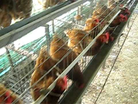 gallinas ponedoras - YouTube