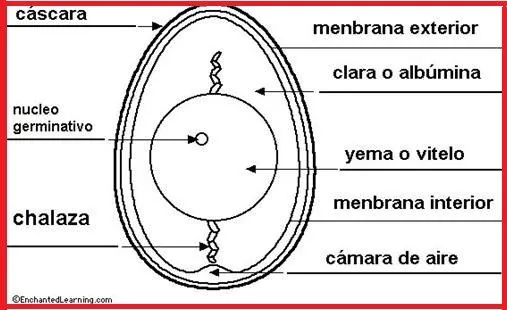 las gallinas: SISTEMA REPRODUCTOR DE LA GALLINA las gallinas: SISTEMA REPRODUCTOR DE LA GALLINA