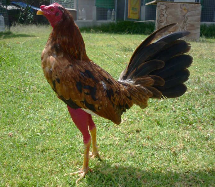 gallino colorado | gallos finos | Pinterest | Colorado gallino colorado | gallos finos | Pinterest | Colorado