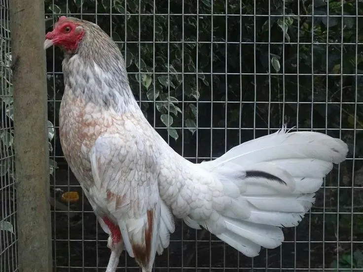 Gallino | los Gallos mi pasion | Pinterest