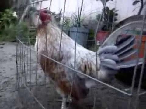 GALLINO GIRO CENIZO CON SU HIJA - YouTube
