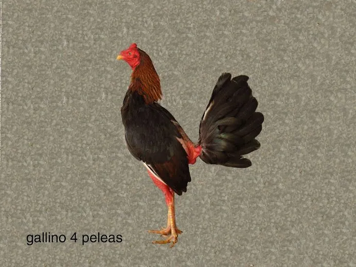 gallino+4+peleas+del+niño.jpg