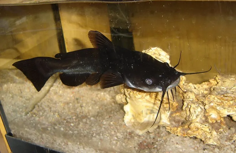 El Gallipato Alcublano: Pez gato