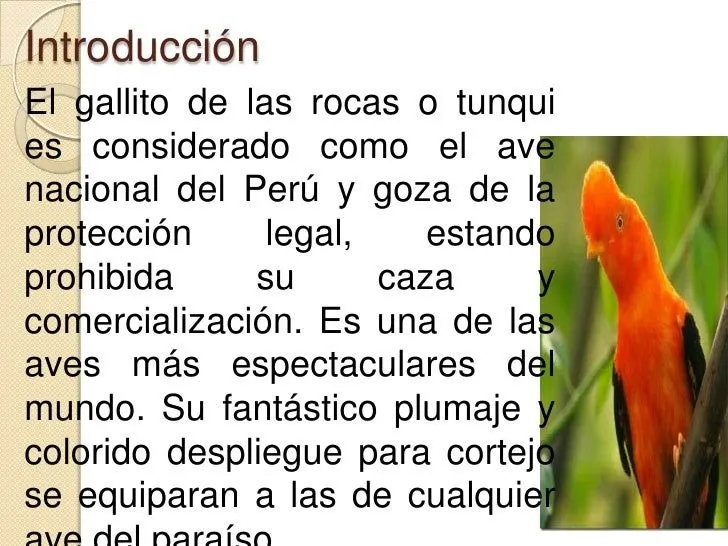 gallito-de-las-rocas-2-728.jpg ...