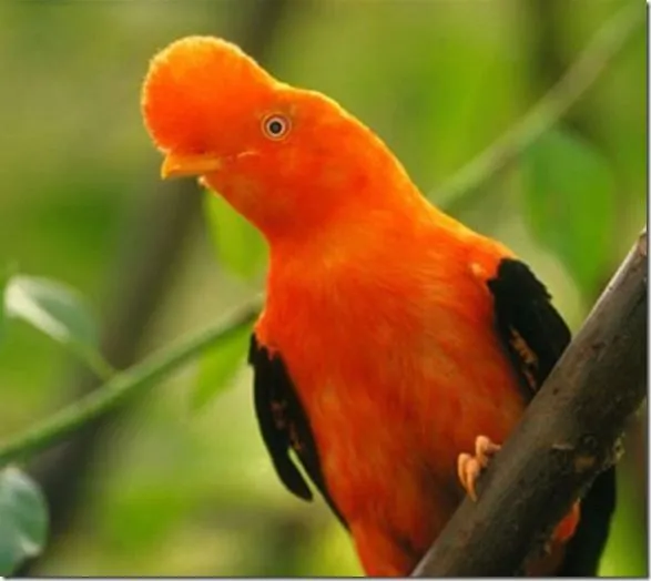 El Gallito de las Rocas: Símbolo del Perú | Animalia Latina Blog El Gallito de las Rocas: Símbolo del Perú | Animalia Latina Blog