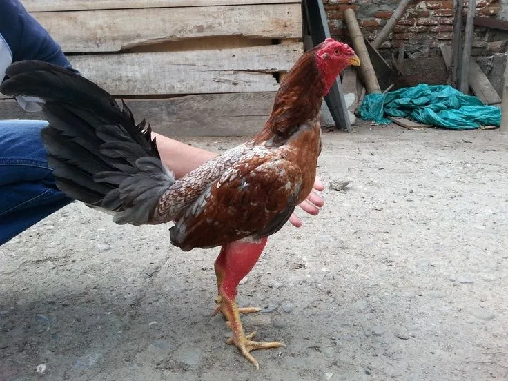 Gallo Asilado Gallino Cenizo | Gallos de pelea diferentes razas ...