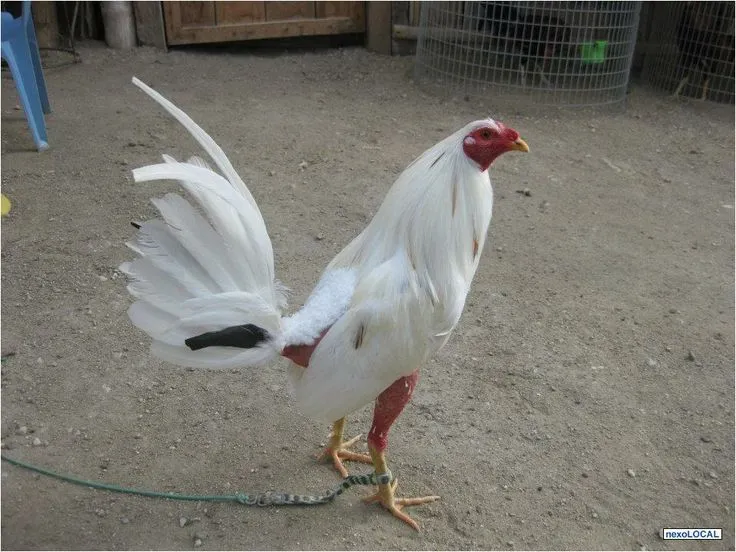 Gallo Blanco de Pelea | Gallos de pelea | Pinterest Gallo Blanco de Pelea | Gallos de pelea | Pinterest