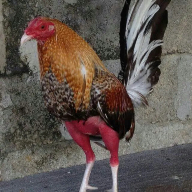 Gallo bulico de puerto rico | Gallos de pelea | Pinterest | Puerto ...