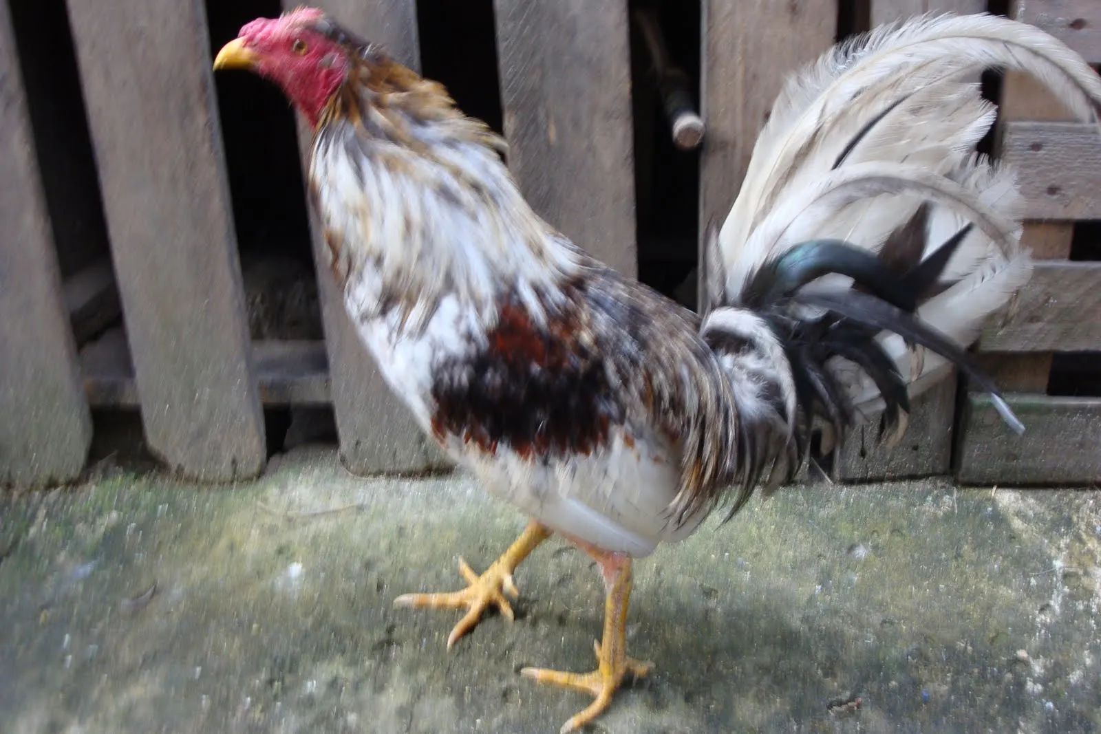 Gallo cenizo con grado mexicano bassy brass; Gallo cenizo con grado mexicano bassy brass;