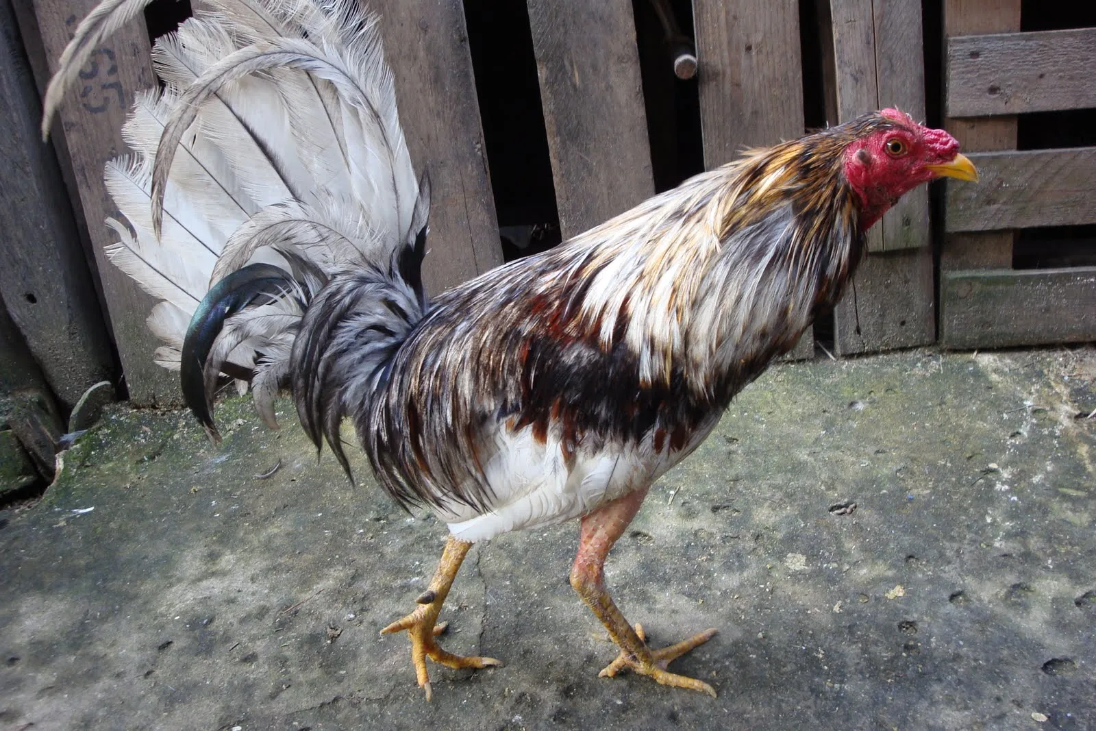 Gallo cenizo con grado mexicano bassy brass; Gallo cenizo con grado mexicano bassy brass;