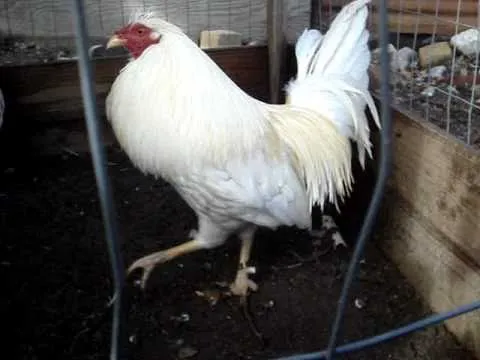gallo clarete blanco - YouTube