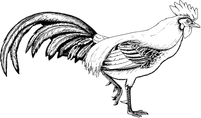Gallo para colorear