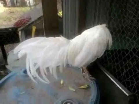 Gallo espanol puro. - YouTube