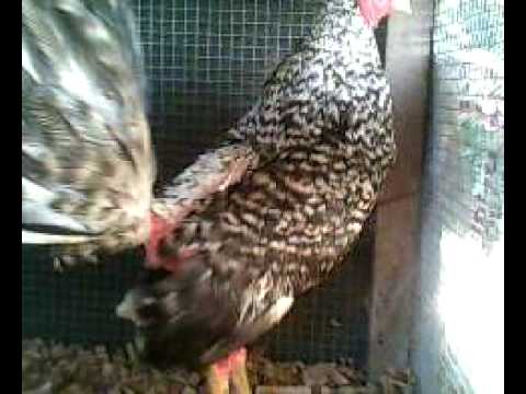 GALLO GALLINA DE ÑOGE - YouTube