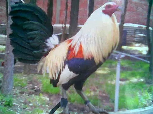 gallo giro | Flickr - Photo Sharing! gallo giro | Flickr - Photo Sharing!