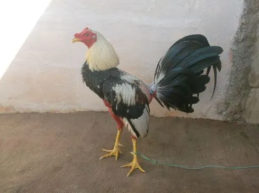 Gallo Giro de Pelea | The gamecock | Pinterest Gallo Giro de Pelea | The gamecock | Pinterest