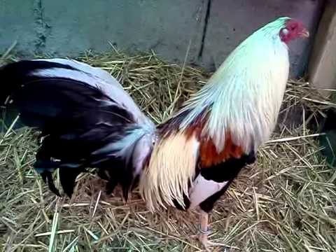 Gallo giro sweater - YouTube